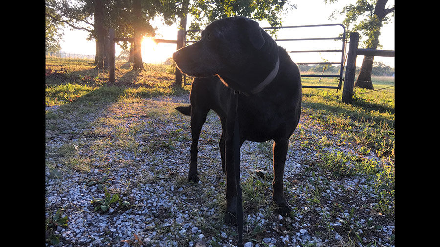 Submitted by Annie Filla